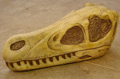 Voß: Velociraptor-Schädel
